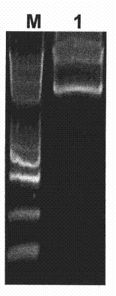 Promoter miR172c and application thereof