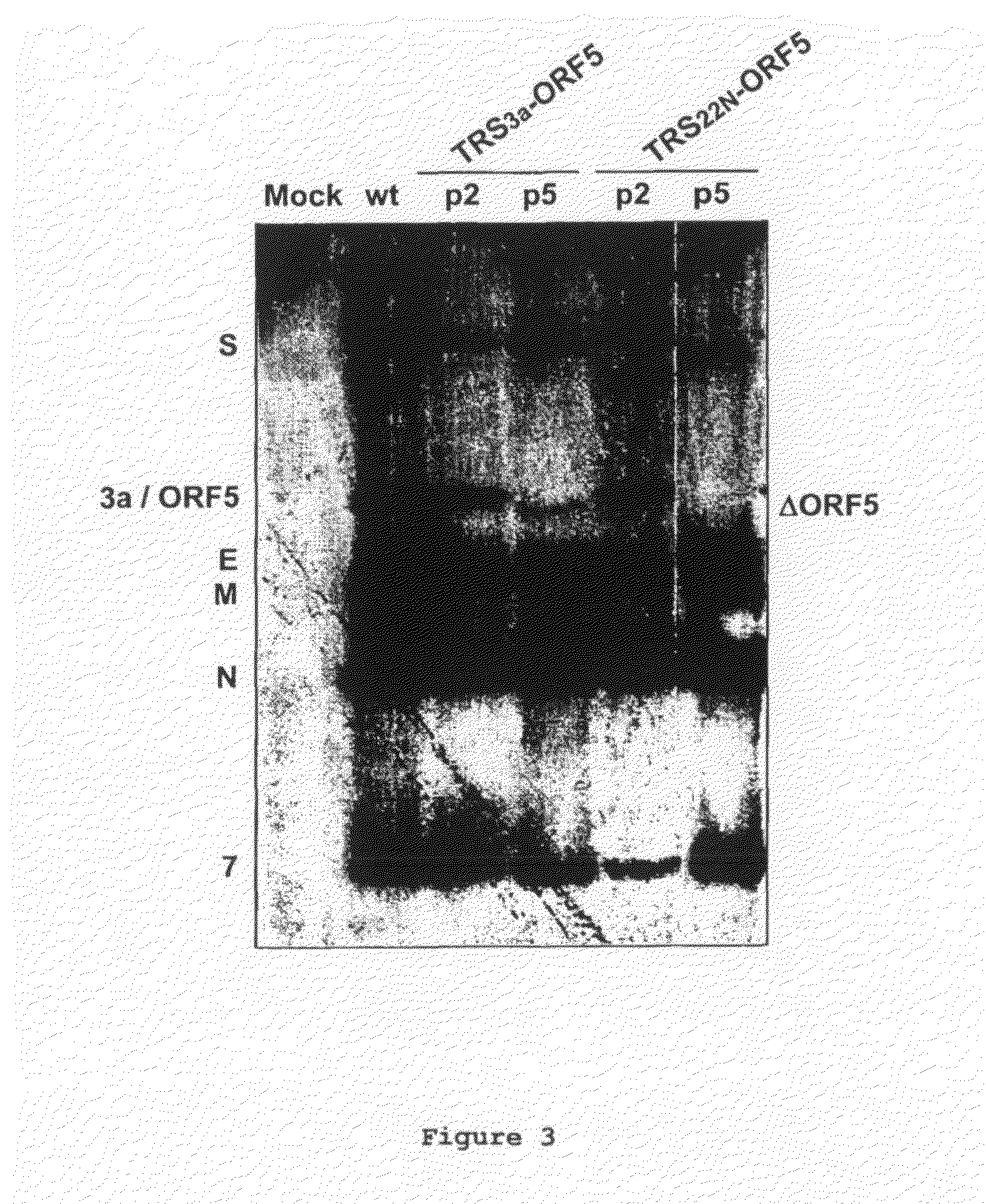 Nucleic Acid Encoding TGEV and PRRSV Sequences for Improved Expression of PRRSV Sequences