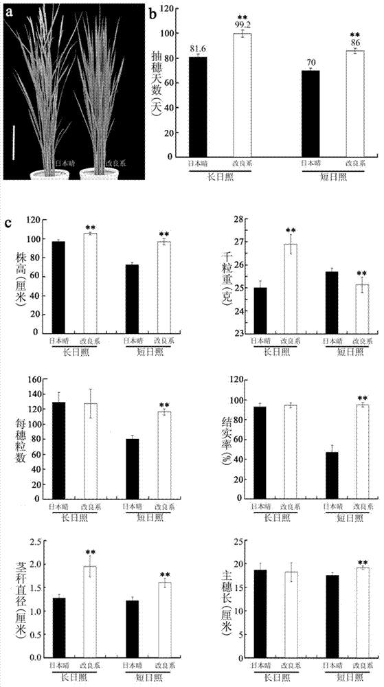 Paddy Hd-q gene and application thereof in cultivation of paddy with wide applicability