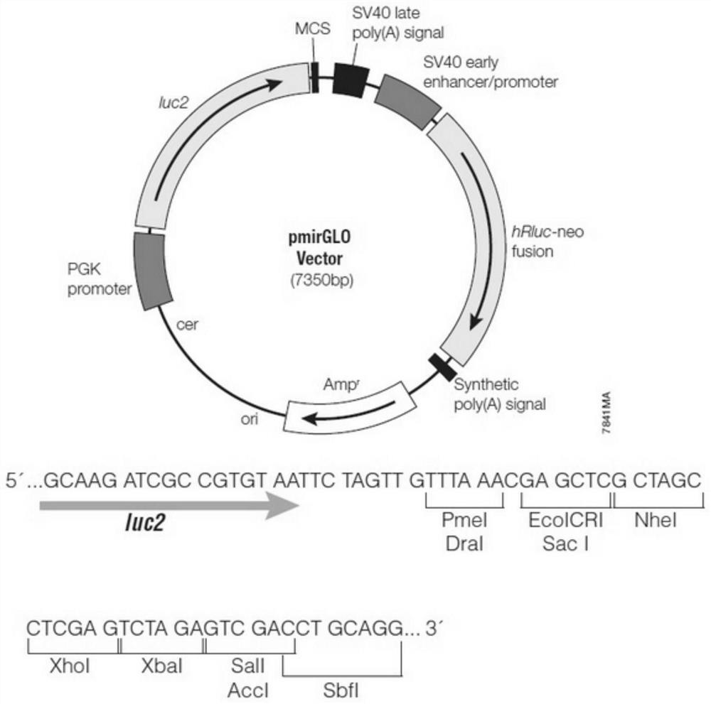 miRNA-340 target gene binding sequence, recombinant plasmid and application thereof