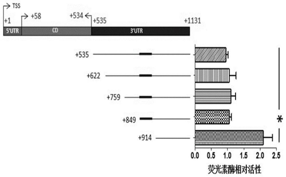 miRNA-340 target gene binding sequence, recombinant plasmid and application thereof