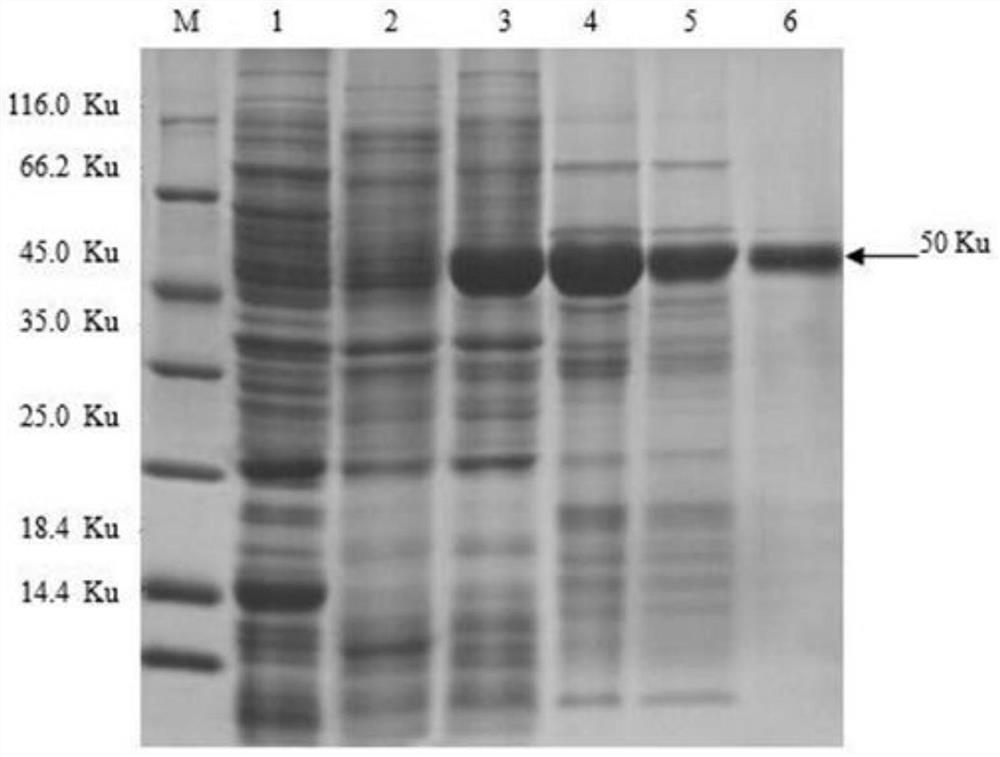 Application of truncated fragment of porcine nlrp3 as antigenic structural protein