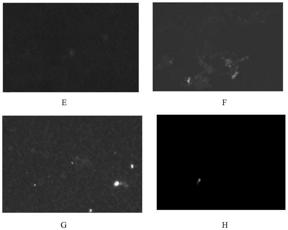 Application of truncated fragment of porcine nlrp3 as antigenic structural protein