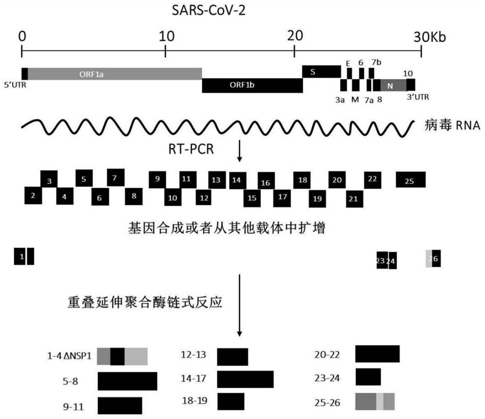 Novel coronavirus SARS-CoV-2 replicon as well as construction method and application thereof