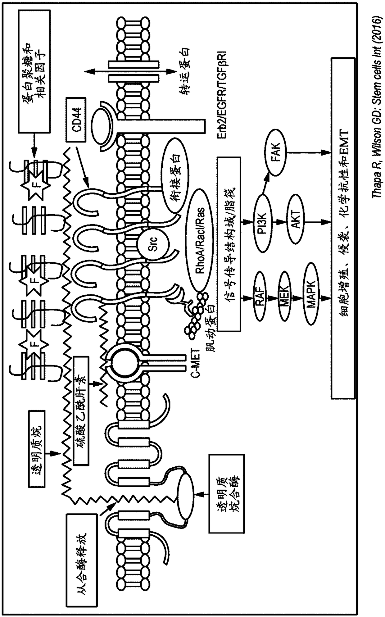 Immune modulators in combination with radiation treatment