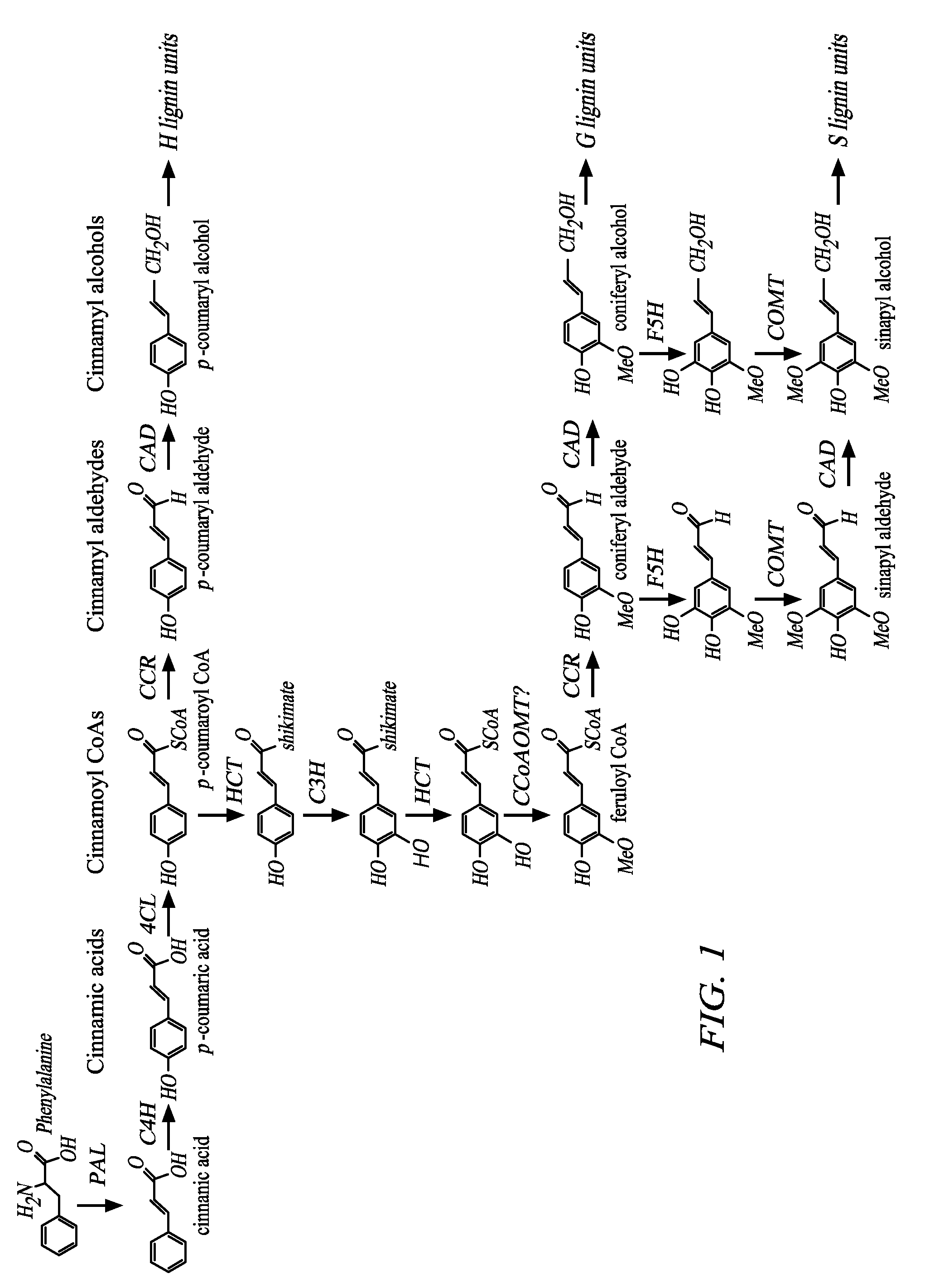 Biofuel production methods and compositions