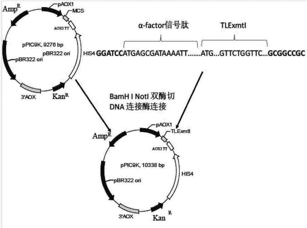 Yeast engineering bacteria for producing trypsin in high-yield manner and construction method of yeast engineering bacteria