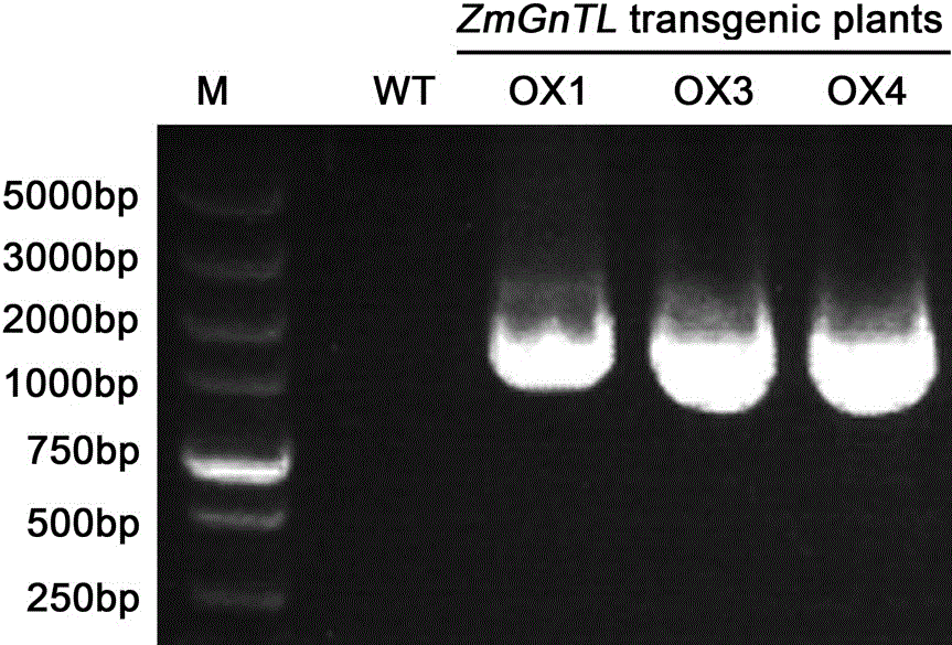Novel salt-resistant gene ZmGnTl in zoysia matrella and expression vector and application thereof