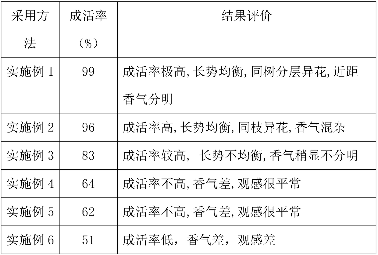 Cultivation method of colorful fragrant camellia tree