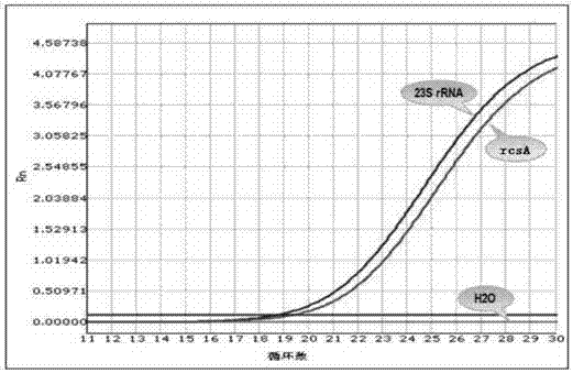 Method for quickly detecting klebsiella pneumoniae triple qPCR in respiratory tract sample