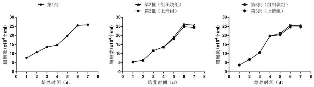 A multi-batch primary isolation method of human mesenchymal stem cells from the same donor source