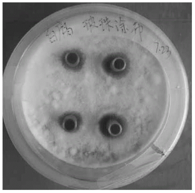 Tea polyphenol preservative and using method thereof