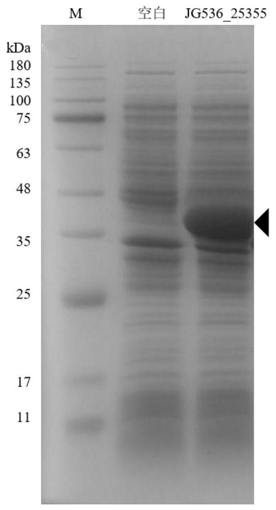 Burkholderia bidirectional ester synthase JG53625355, coding gene and application of Burkholderia bidirectional ester synthase JG53625355