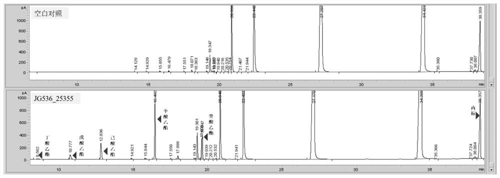 Burkholderia bidirectional ester synthase JG53625355, coding gene and application of Burkholderia bidirectional ester synthase JG53625355