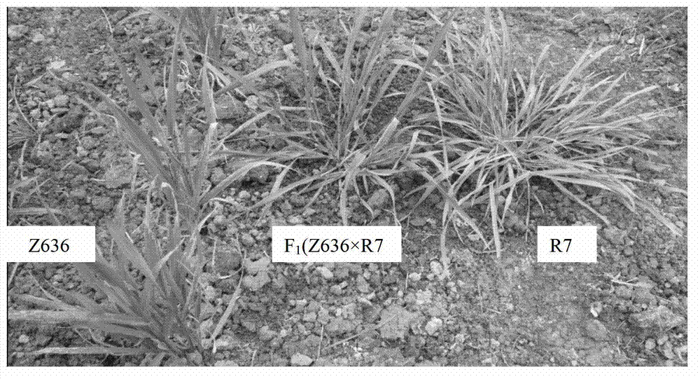 Method for detecting X-type HMW-GS (High Molecular Weight Glutenin Subunit) gene in distant hybridization wheat crossbreed