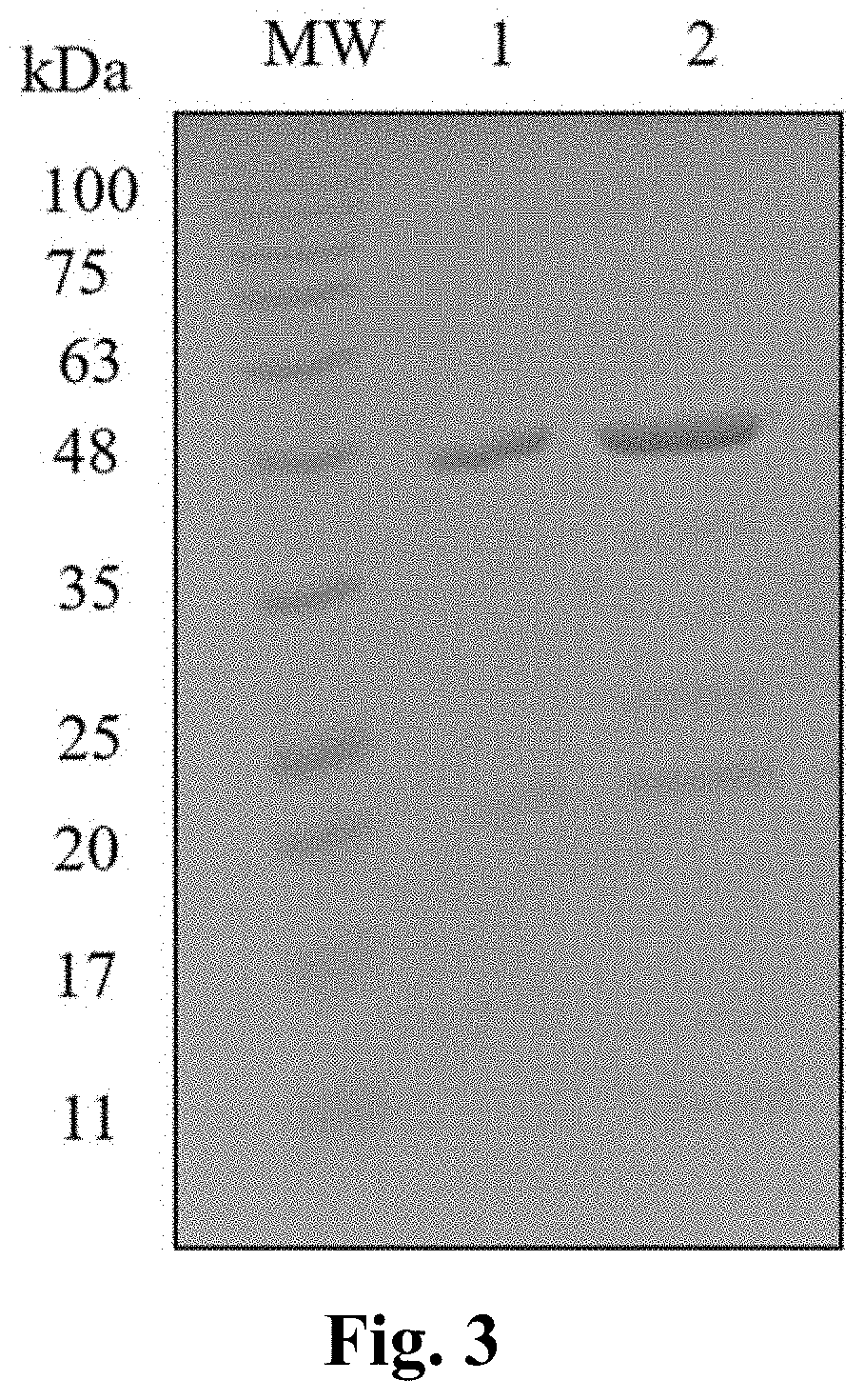 Iptg-free induction process for expression of biosimilar rhu ranibizumab antibody fragment using e. coli