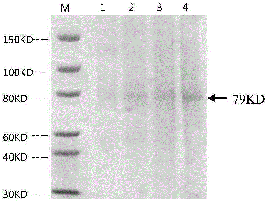 Bispecific antibody resisting CD16A antigen and MUC1antigen