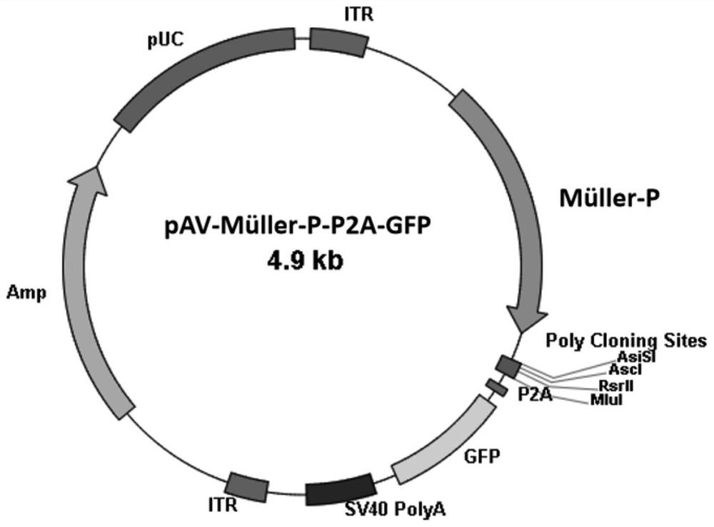 Promoter specifically expressed in retinal Muller cell and application thereof