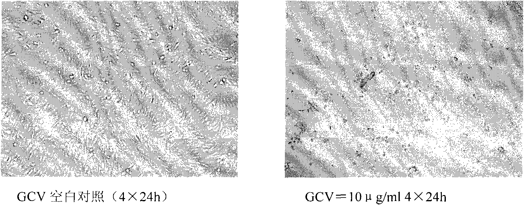 Controlled live tumor cell vaccine and preparation method and application thereof