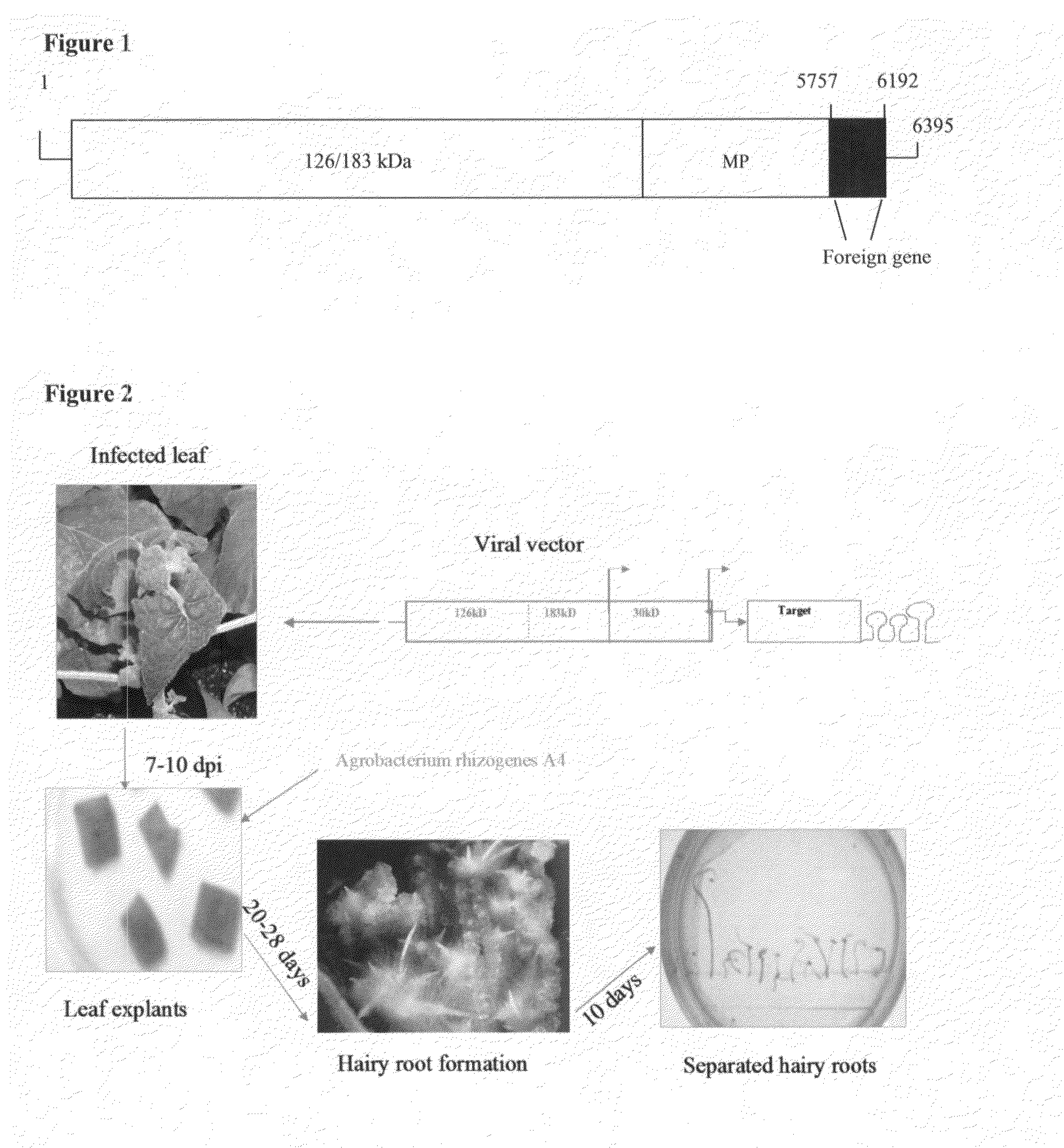 Bacillus anthracis antigens, vaccine compositions, and related methods