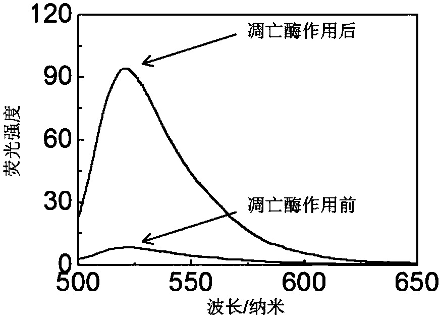 A fluorescent probe for tumor-targeted diagnosis and treatment