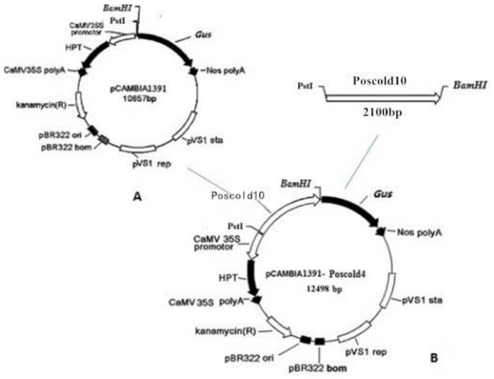 A rice low temperature inducible expression promoter poscold10 and its application