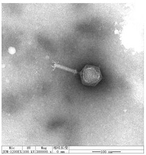 A lytic Vibrio harvelii phage rdp-vp-19012 and its application