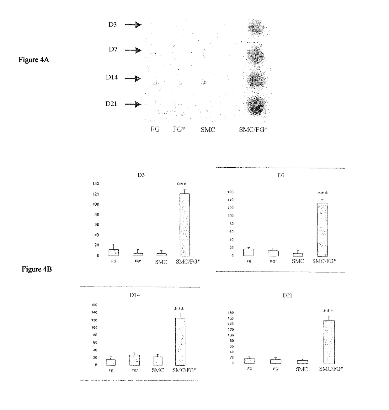 Use of gingival fibroblasts for vascular cell therapy