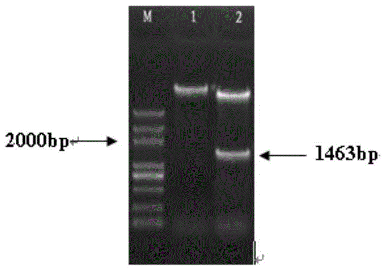 A kind of wheat cbl-cipk stress resistance regulator, its coding gene and application