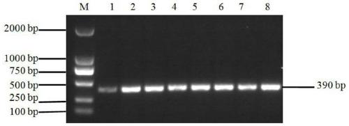 A method for detecting the fecundity of Alpine Merino sheep based on inha gene