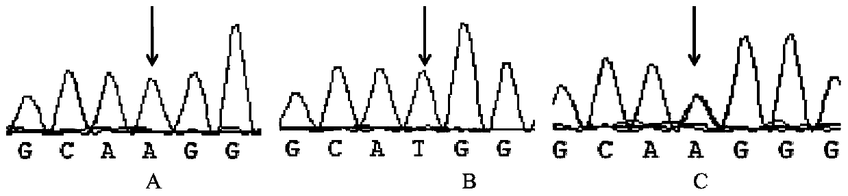 A method for detecting the fecundity of Alpine Merino sheep based on inha gene