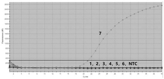 Specific primers, probes and rapid detection kits for detecting yellow catfish calicivirus-1