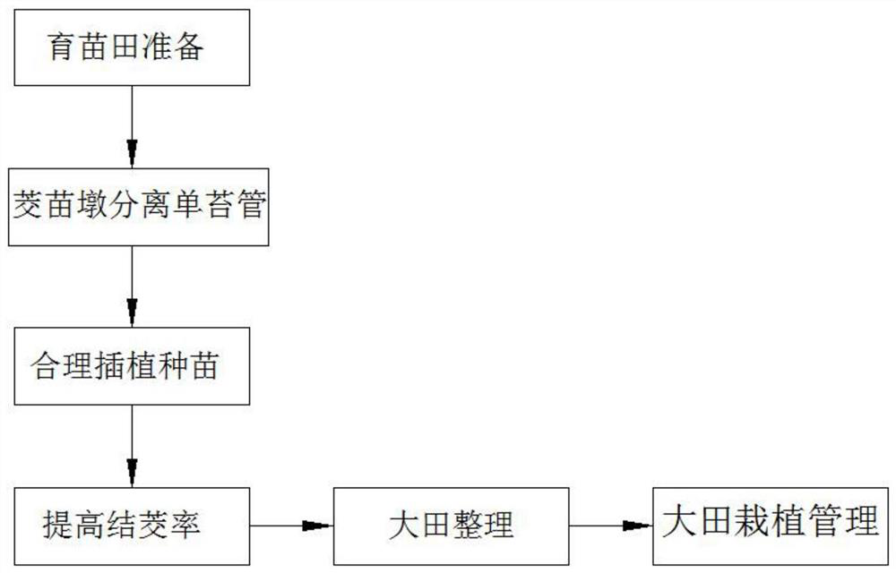 Zizania latifolia turcz single-moss tube separation seedling raising method