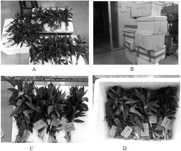 A storage, transportation and fresh-keeping method of lotus lucky bamboo