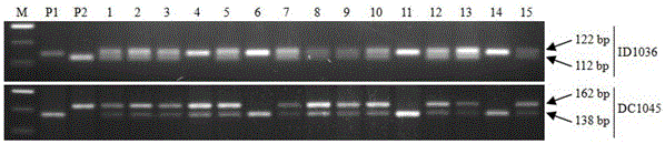 Molecular marker of rice blast resisting gene and application of molecular marker