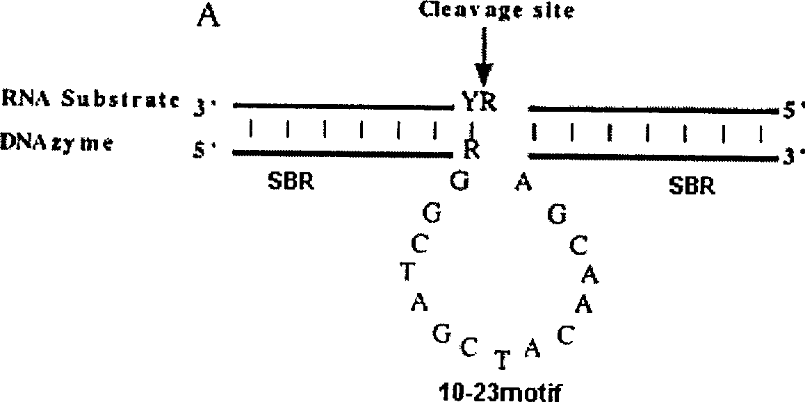 10-23 desoxyribonuclease of bacillus resisting tubercle branch