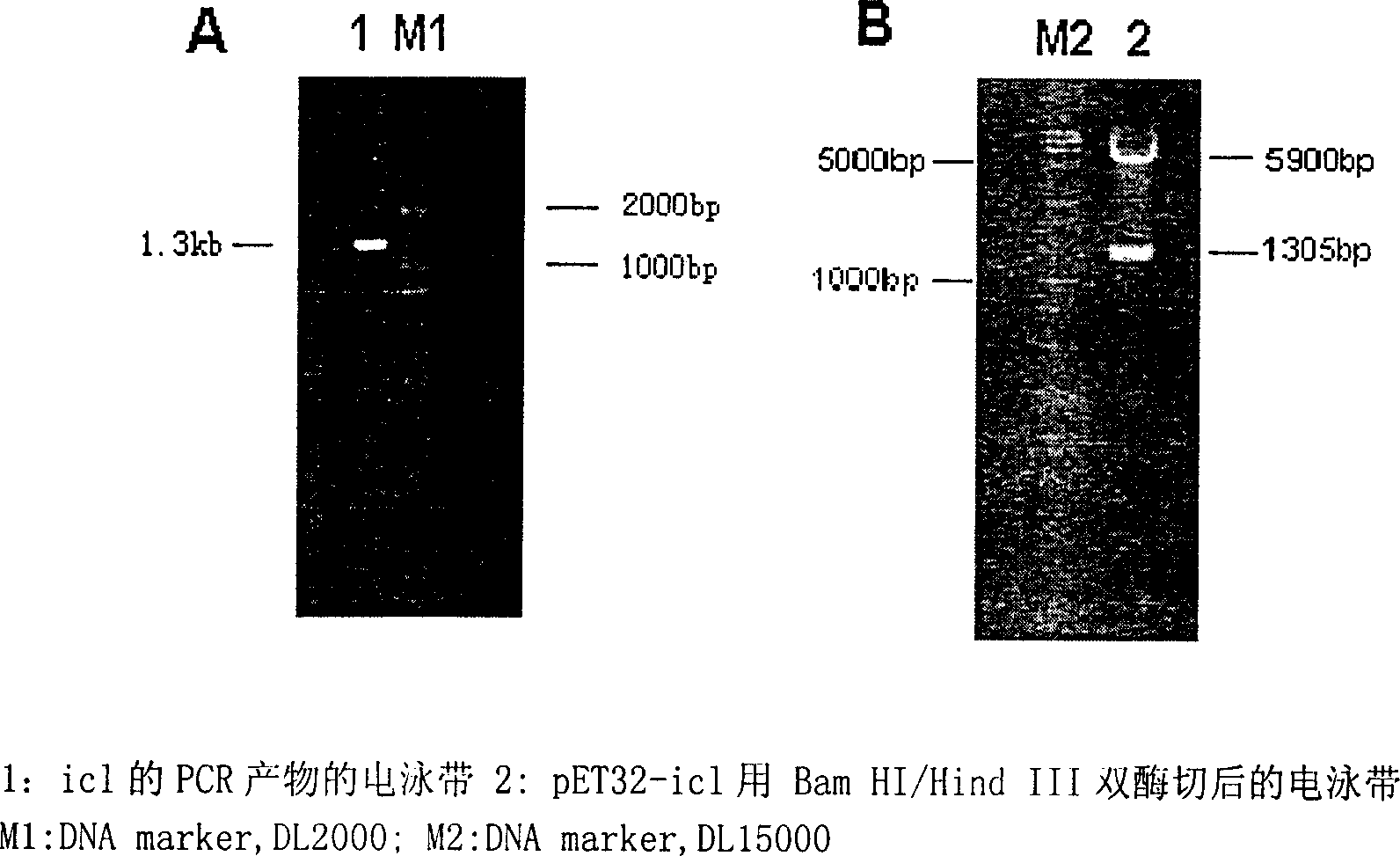 10-23 desoxyribonuclease of bacillus resisting tubercle branch