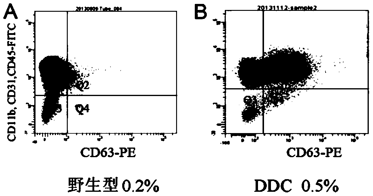 Specific surface molecular marker cd63 of liver stem cells and its application
