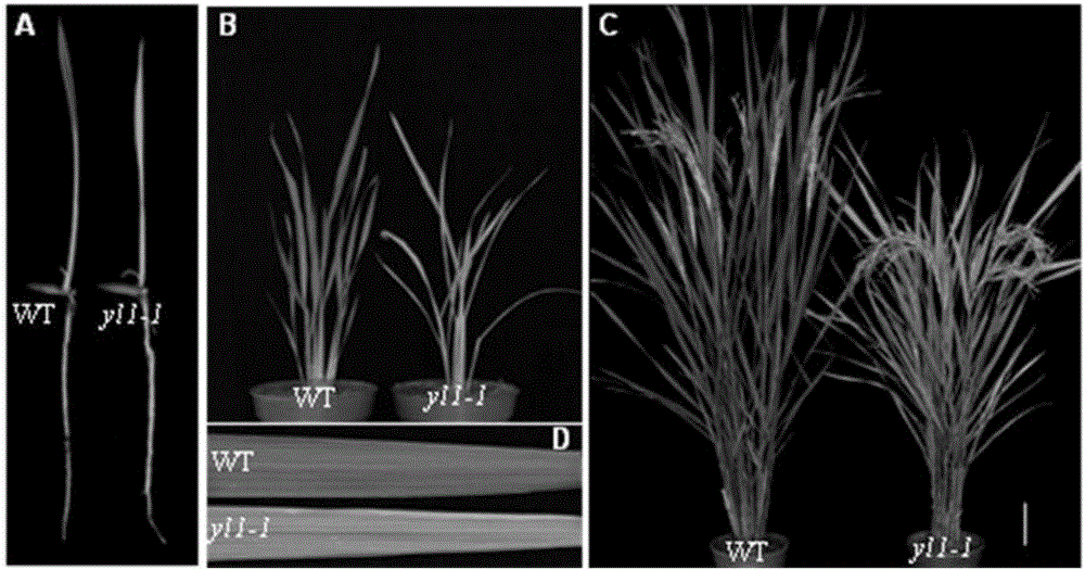Paddy rice leaf color regulation and control gene YL1 and use thereof