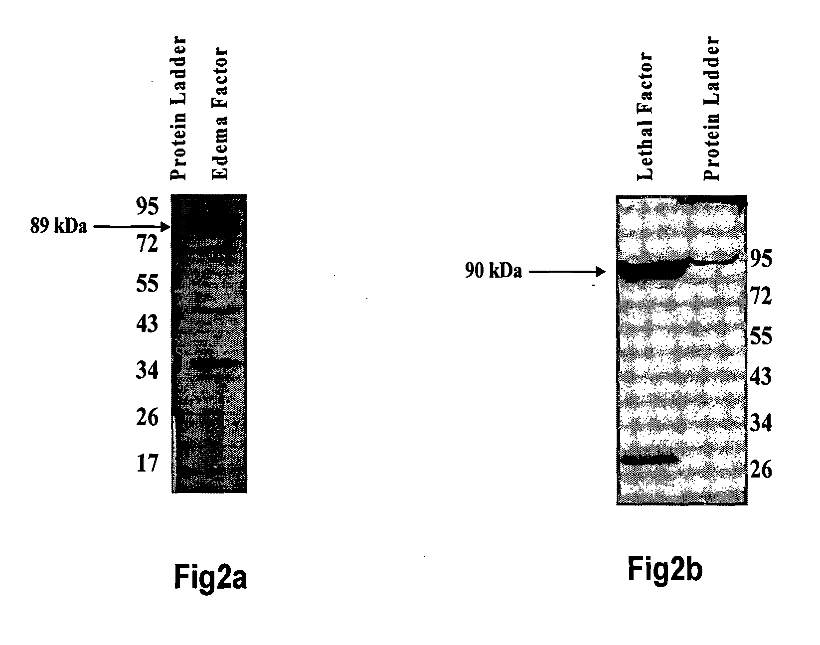Bispecific monoclonal antibody capable of cross reacting with lethal factor (LF) and edema factor (EF), and neutralizing edema toxin (ET) as well as lethal toxin (LT) of bacillus anthracis