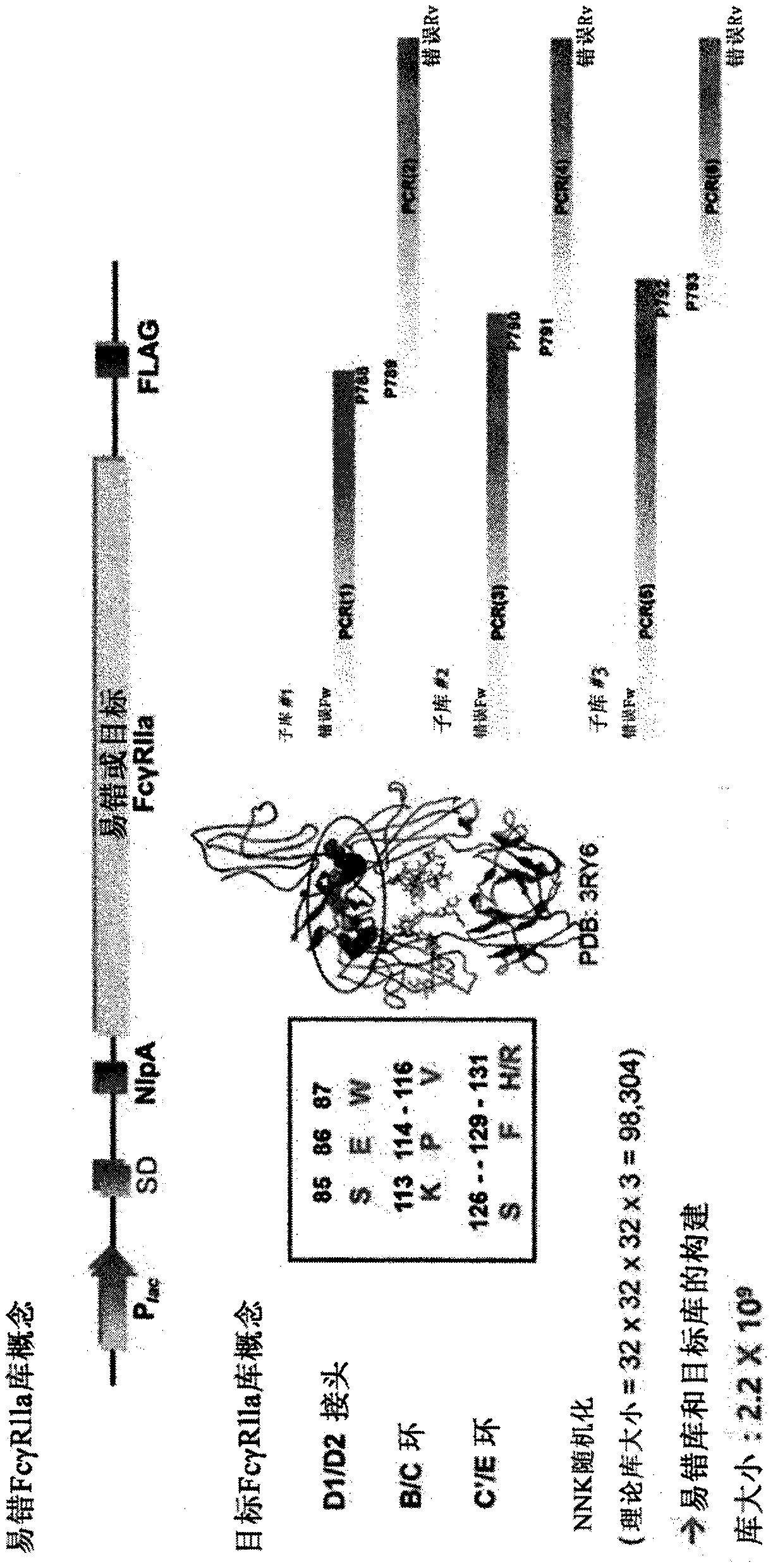 Fc-gamma receptor mutants