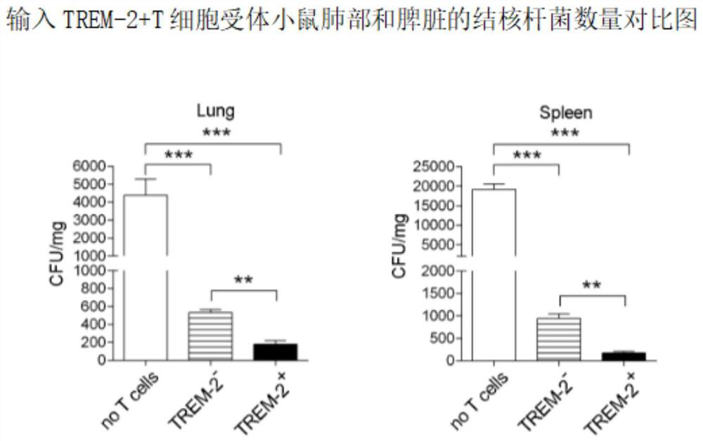 Application of trem-2+t cells in preparation of drugs for treating tuberculosis