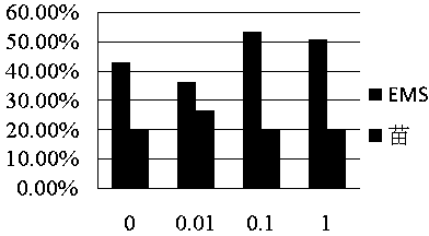 Somatic embryogenesis method for cunninghamia lanceolata