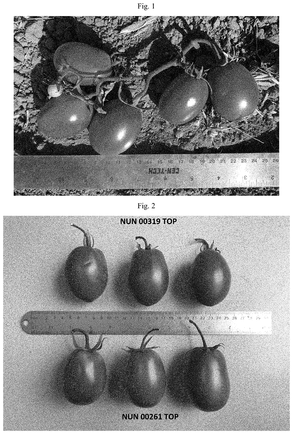 Tomato variety nun 00319 top