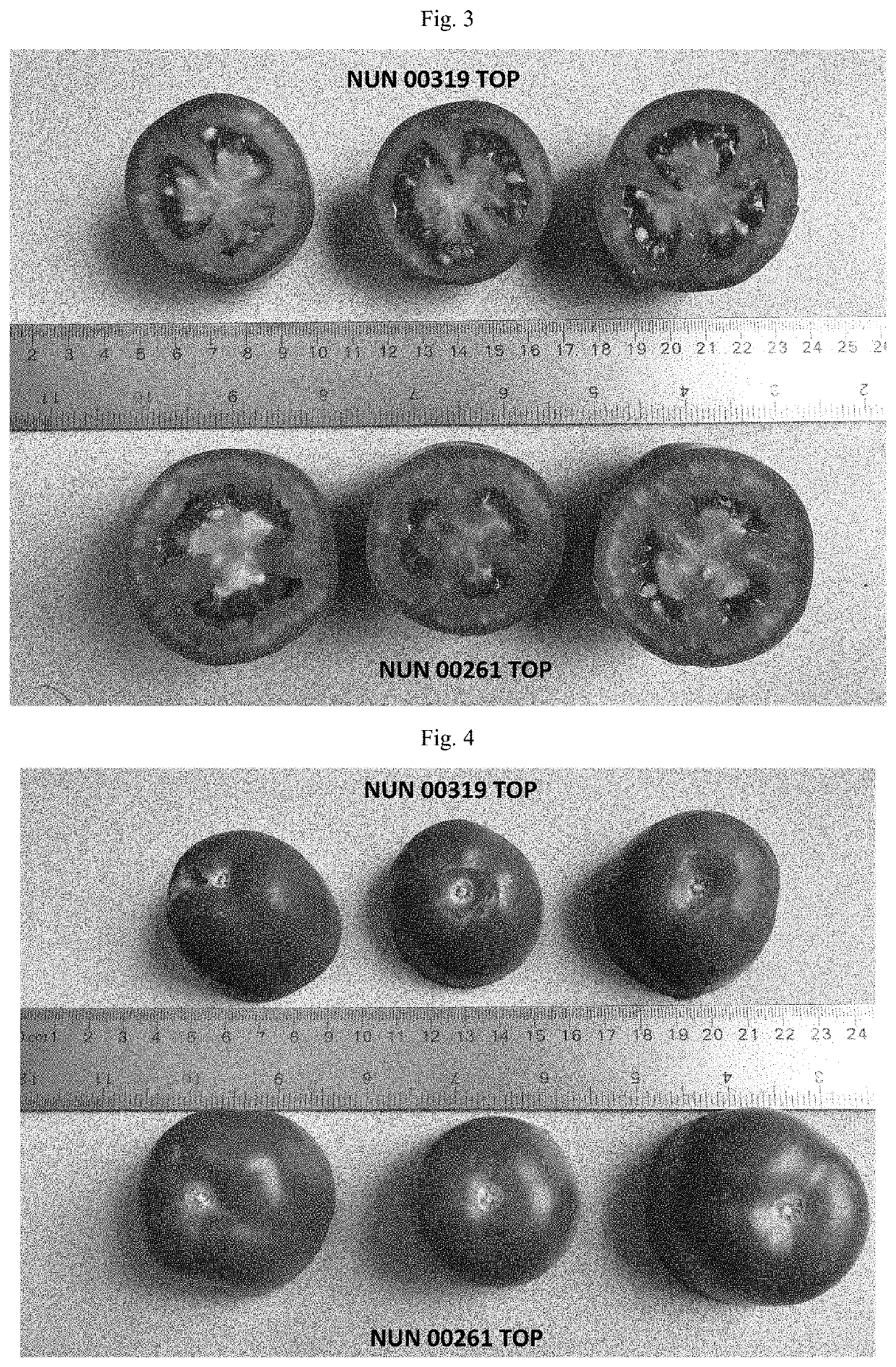 Tomato variety nun 00319 top