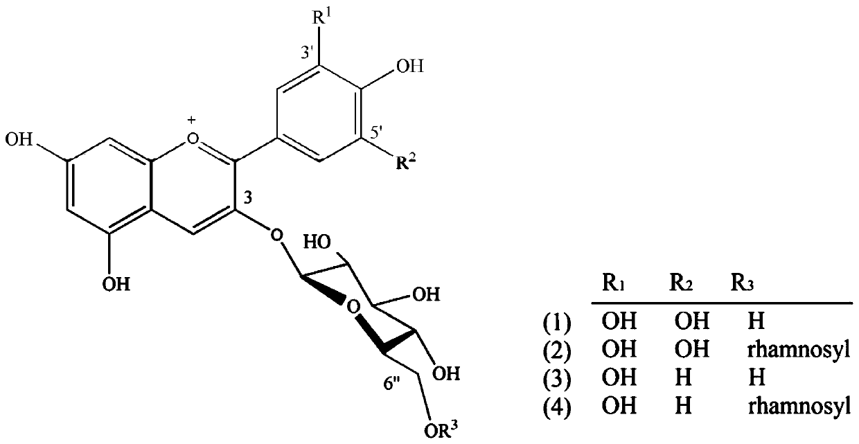 A method for extracting, separating and purifying four main anthocyanins from blackcurrant pomace