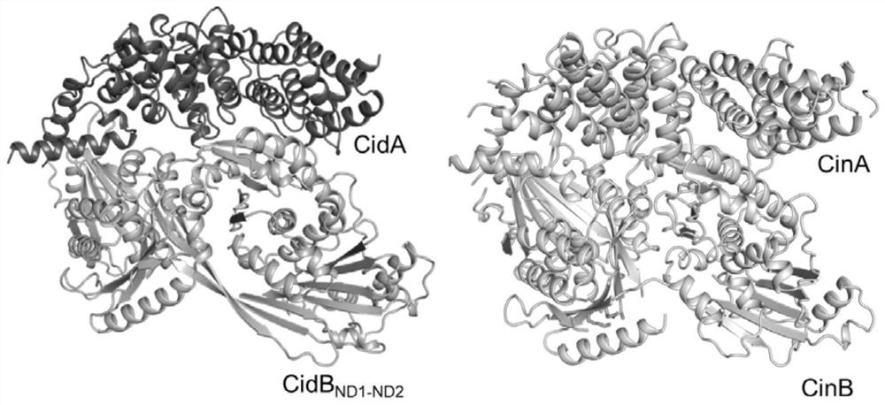 Cytoplasm incompatibility factor CifA or CifB mutant gene and protein