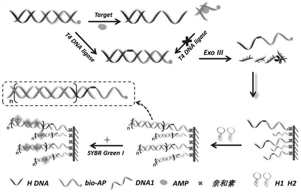 Dual-enzyme-mediated cascade-signal-amplified ampicillin detecting aptasensor