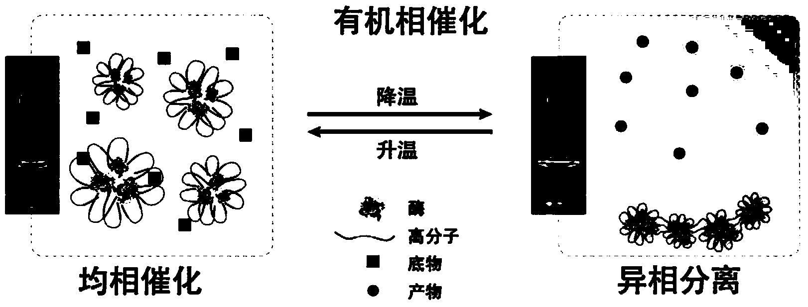 Enzyme-macromolecule conjugate and preparing method and application thereof