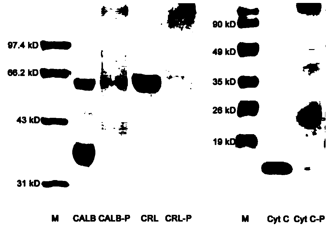 Enzyme-macromolecule conjugate and preparing method and application thereof